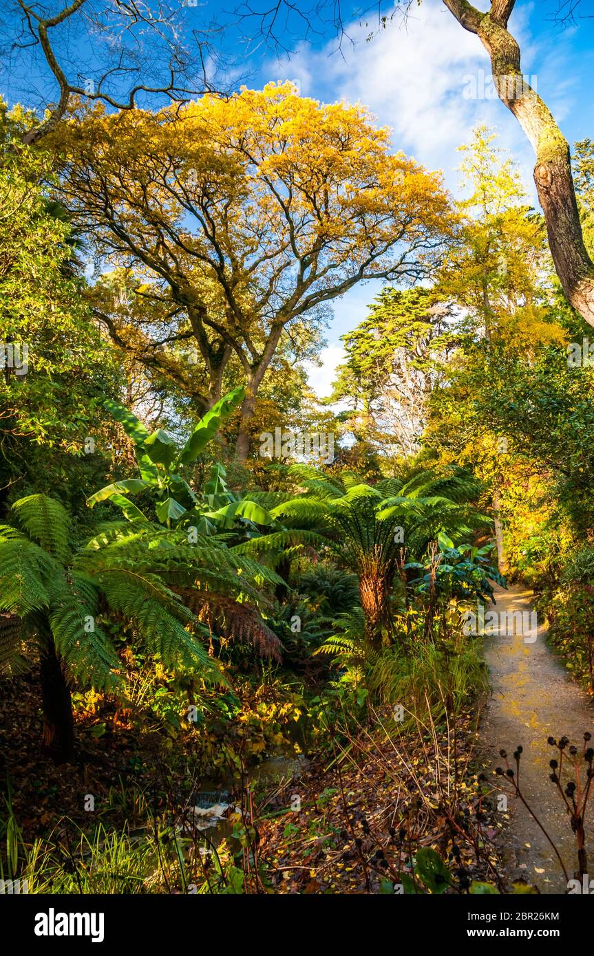 Una ruta en una parte apartada del Abbotsbury jardines subtropicales, Dorset, Gran Bretaña. Foto de stock