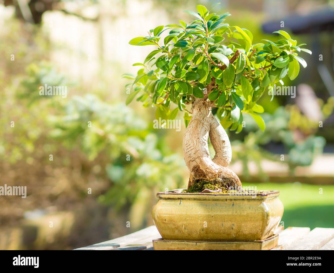 Bonsai en el hogar fotografías e imágenes de alta resolución Alamy