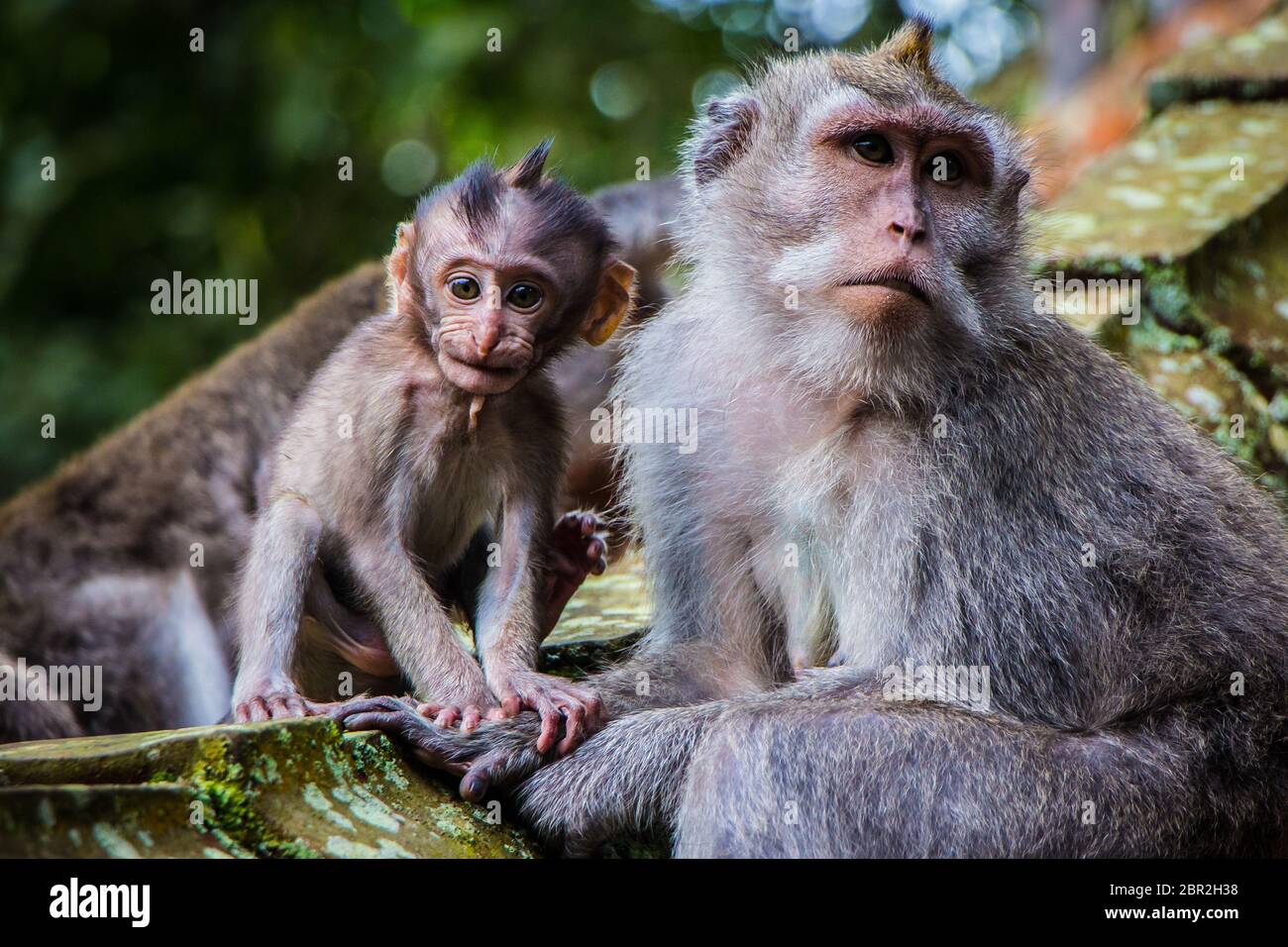 Aburrir Corroer desvanecerse Un bebé recién nacido monkey posa con su madre en el templo de los monos en  Ubud, Bali, Indonesia Fotografía de stock - Alamy