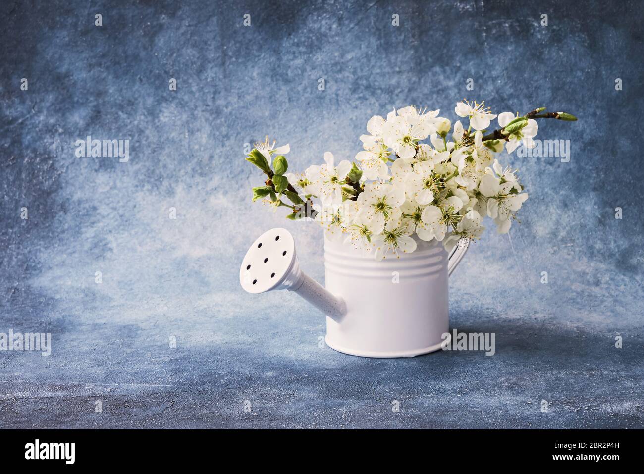 Rama de ciruela en flor en lata de riego blanco sobre fondo azul. Copiar espacio para texto Foto de stock