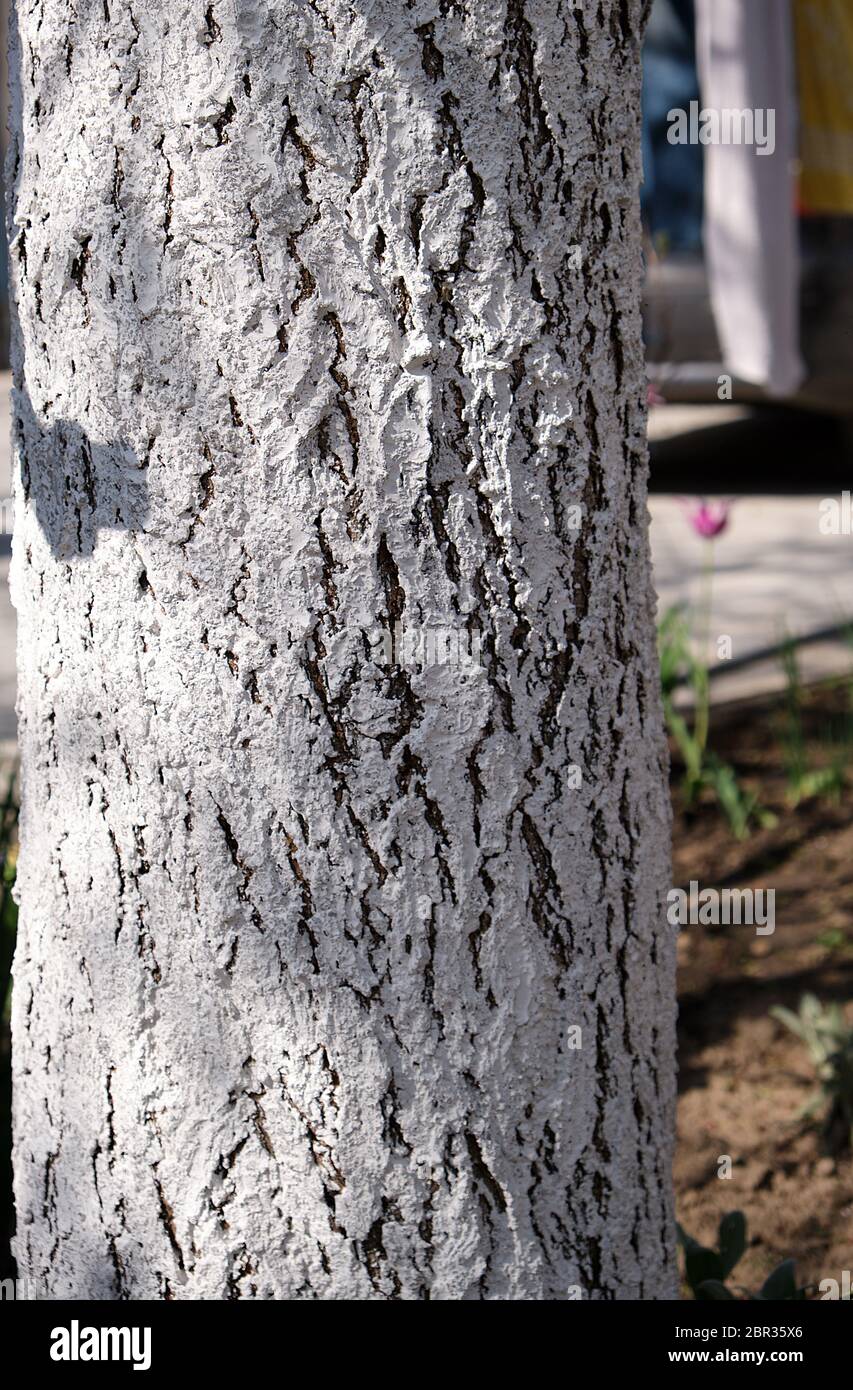Tronco de árbol pintado de blanco fotografías e imágenes de alta resolución  - Alamy