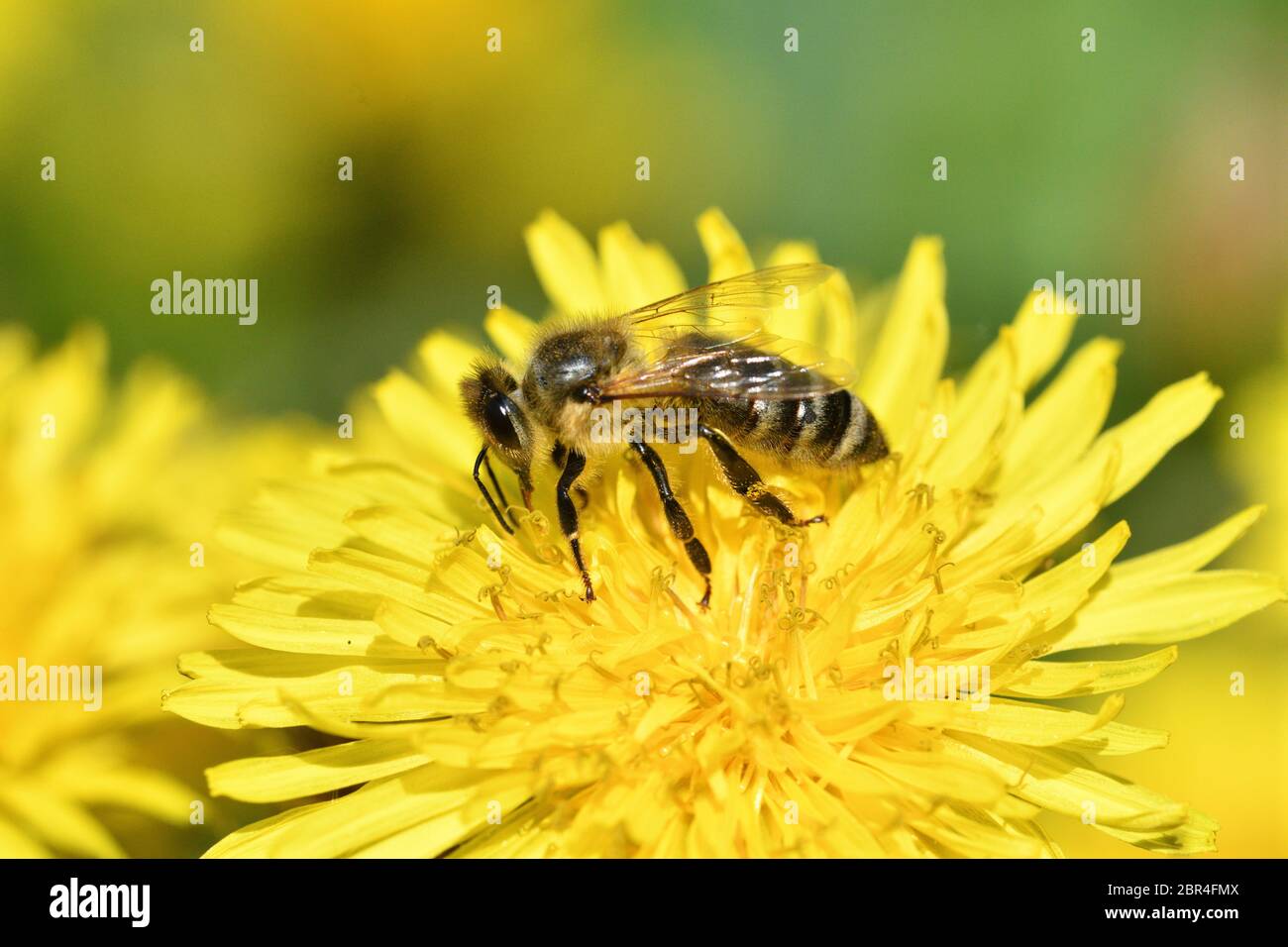 Miel abeja vuela en el diente de león floreciente y recoger polen macro Foto de stock