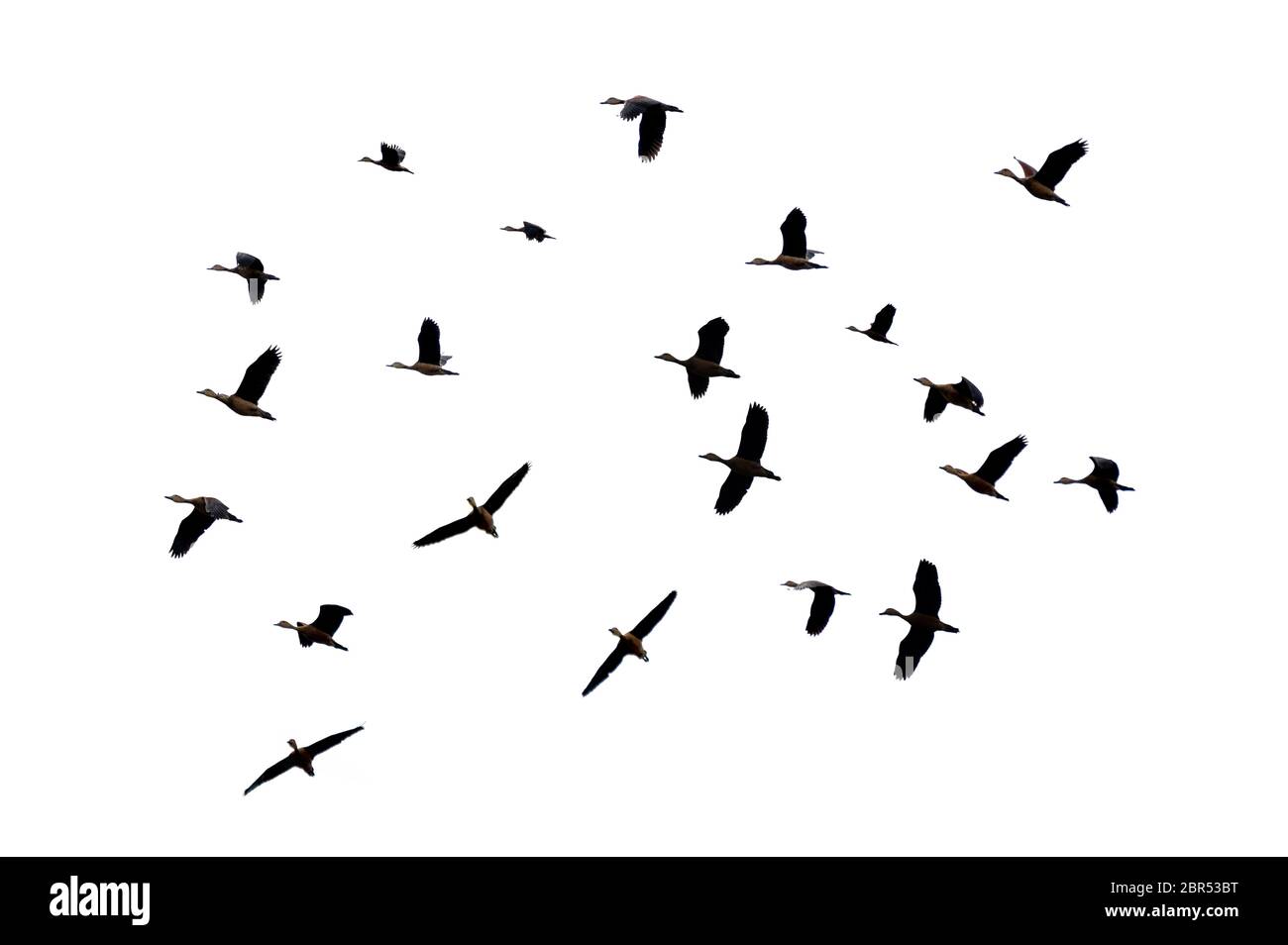 Un grupo de aves volando sobre un fondo blanco aislado Foto de stock