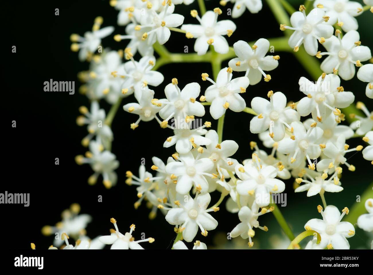 Italia, Lombardía, Provincia de Cremona, Anciano o Elderflower, Sambucus Nigra Flower Foto de stock