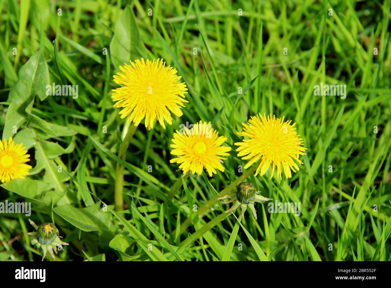 Dandeliones de flores amarillas brillantes en hierba verde. Taraxacum foto de stock de primer plano. Fresco verano festivo y primavera Foto de stock