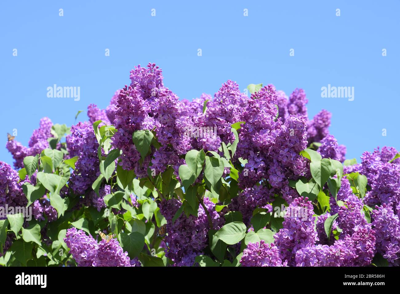 Flores lila. Hermosas flores de color lila púrpura en el exterior