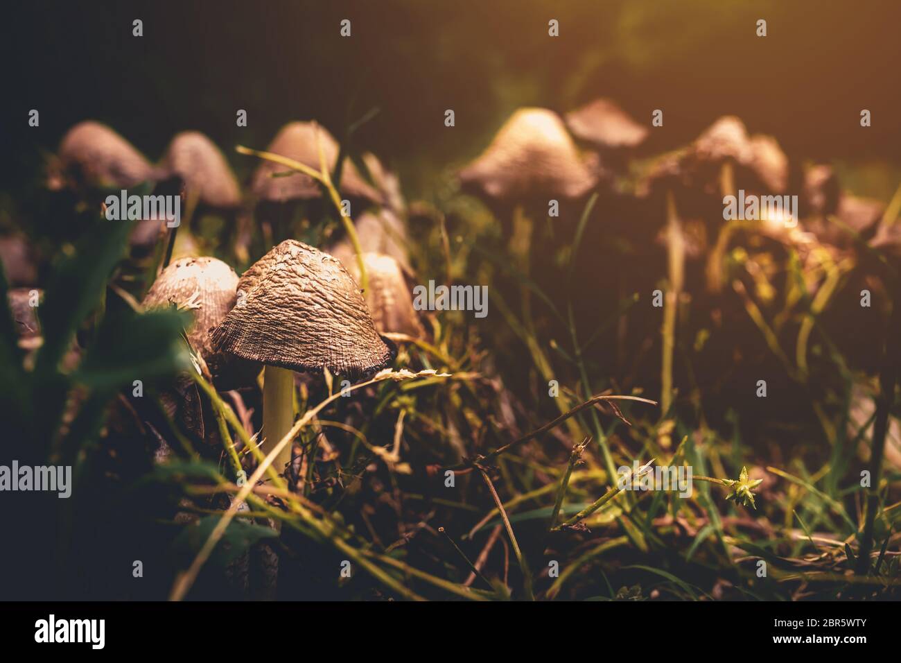 Planta de hongos fotografías e imágenes de alta resolución - Alamy