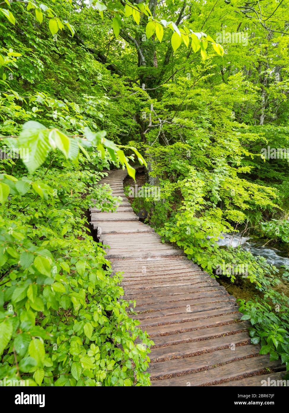 Plitvice lagos intenso bosque verde intenso en la temporada de primavera en Croacia Europa camino vacío Foto de stock