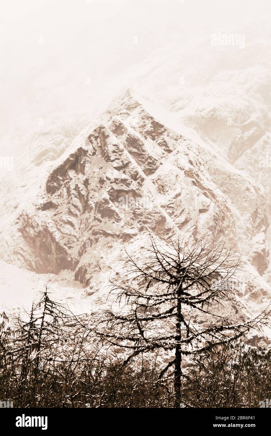 Majestuosos abetos blancos iluminado por la luz solar. Árboles cubiertos de blanco nieve esponjosas frosty en un hermoso día, entre altas montañas. Paisaje rural earl Foto de stock