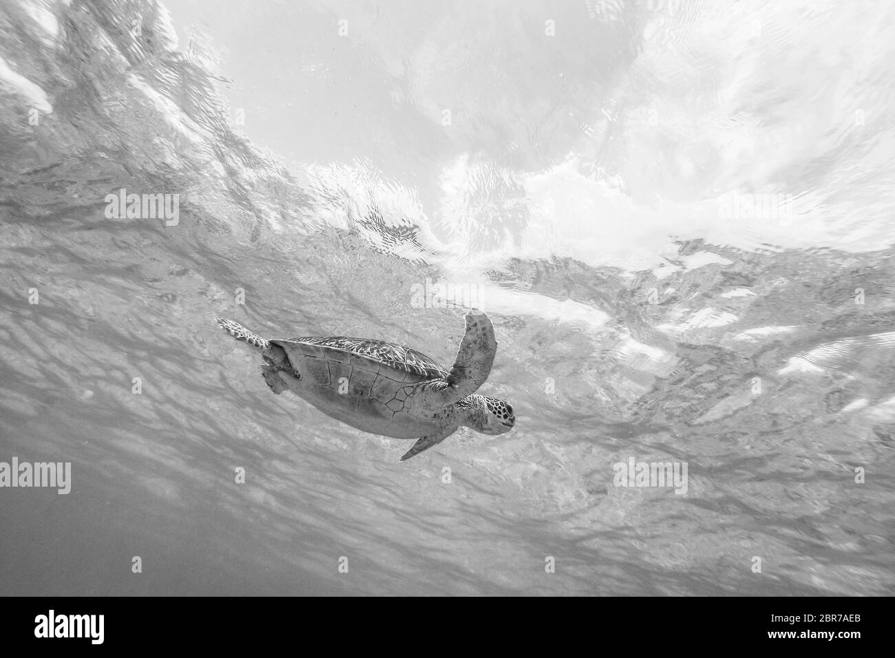 Tortugas marinas nadan libremente en el océano azul. Tortuga carey, Eretmochelys imbricata son especies en peligro de extinción. Imagen en blanco y negro. Foto de stock