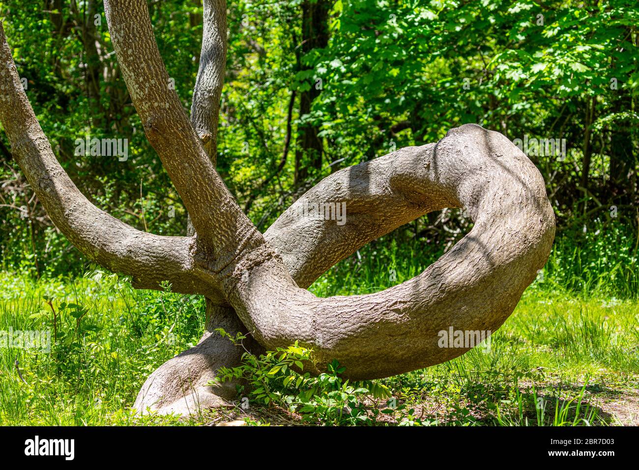 Un tronco de árbol increíble que se riza como una serpiente, Shelter Island, N Foto de stock
