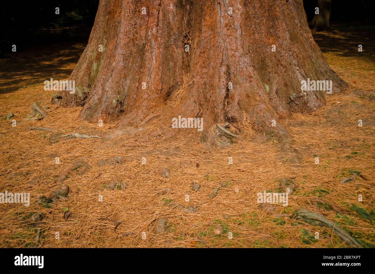 La base de una secuoya Sequoiadendron giganteum árbol en Sheffield Park Garden. Foto de stock