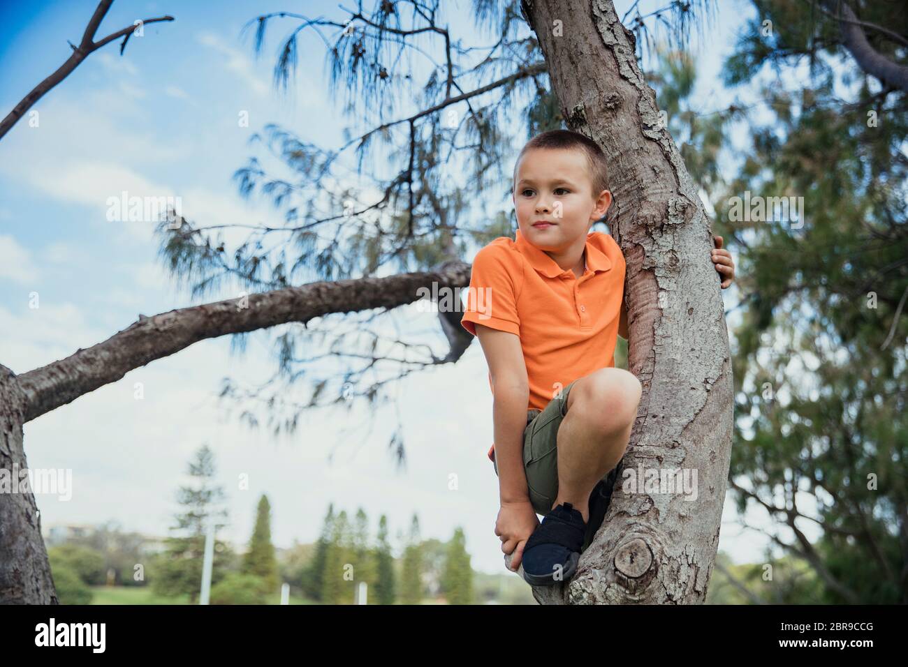 Una baja hacia abajo la foto de un joven muchacho caucásico escalando alto en un árbol, él está vistiendo ropa informal. Foto de stock
