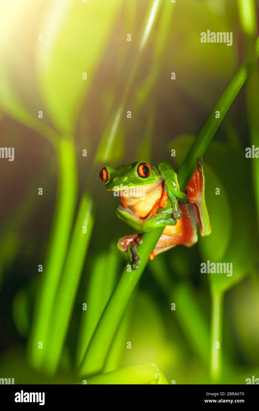 Rana de ojos rojos sentados en la planta, Little Green anfibio, minúsculo animal salvaje de América Central, increíble y exótica naturaleza de Costa Rica Foto de stock