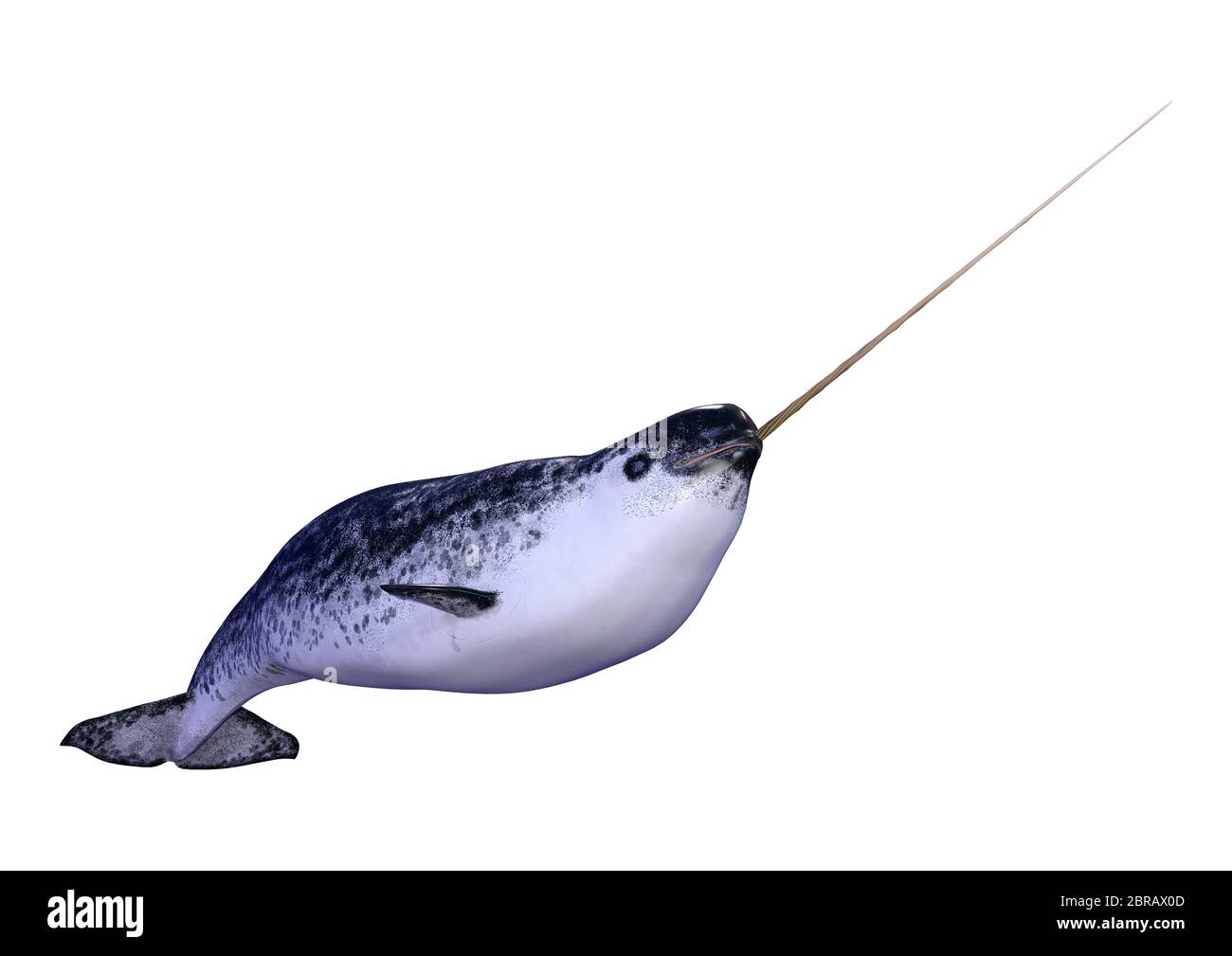 Representacion 3d De Un Macho De Narval O Monodon Monoceros O Narwhale Aislado Sobre Fondo Blanco Fotografia De Stock Alamy