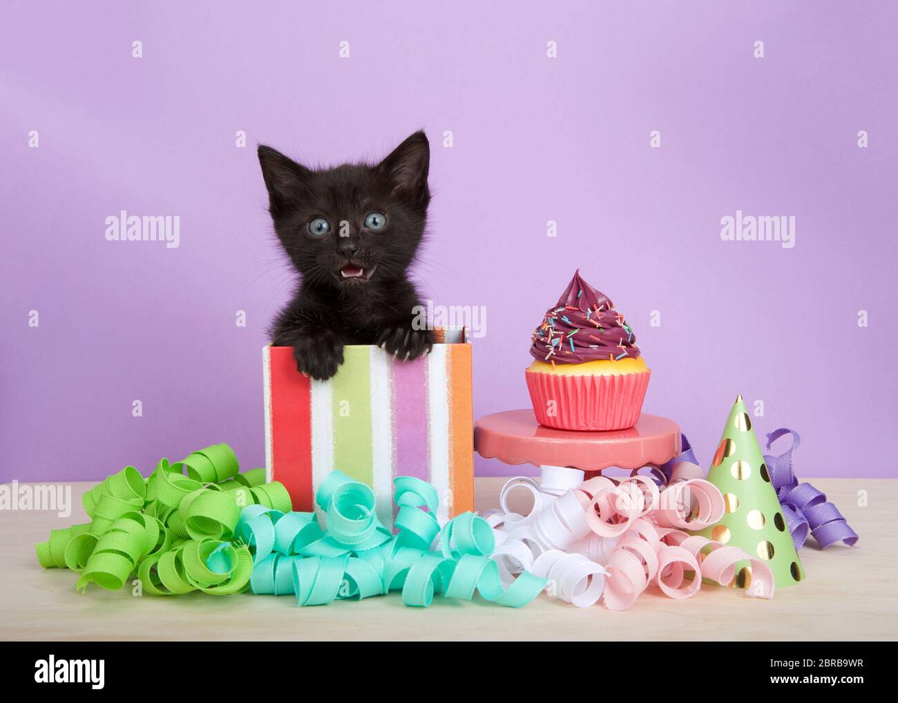 gatito negro en colorido rayado cumpleaños caja presente con taza de pastel  y streamers en un suelo de madera, fondo púrpura. Gatito meowing mirando  directamente Fotografía de stock - Alamy