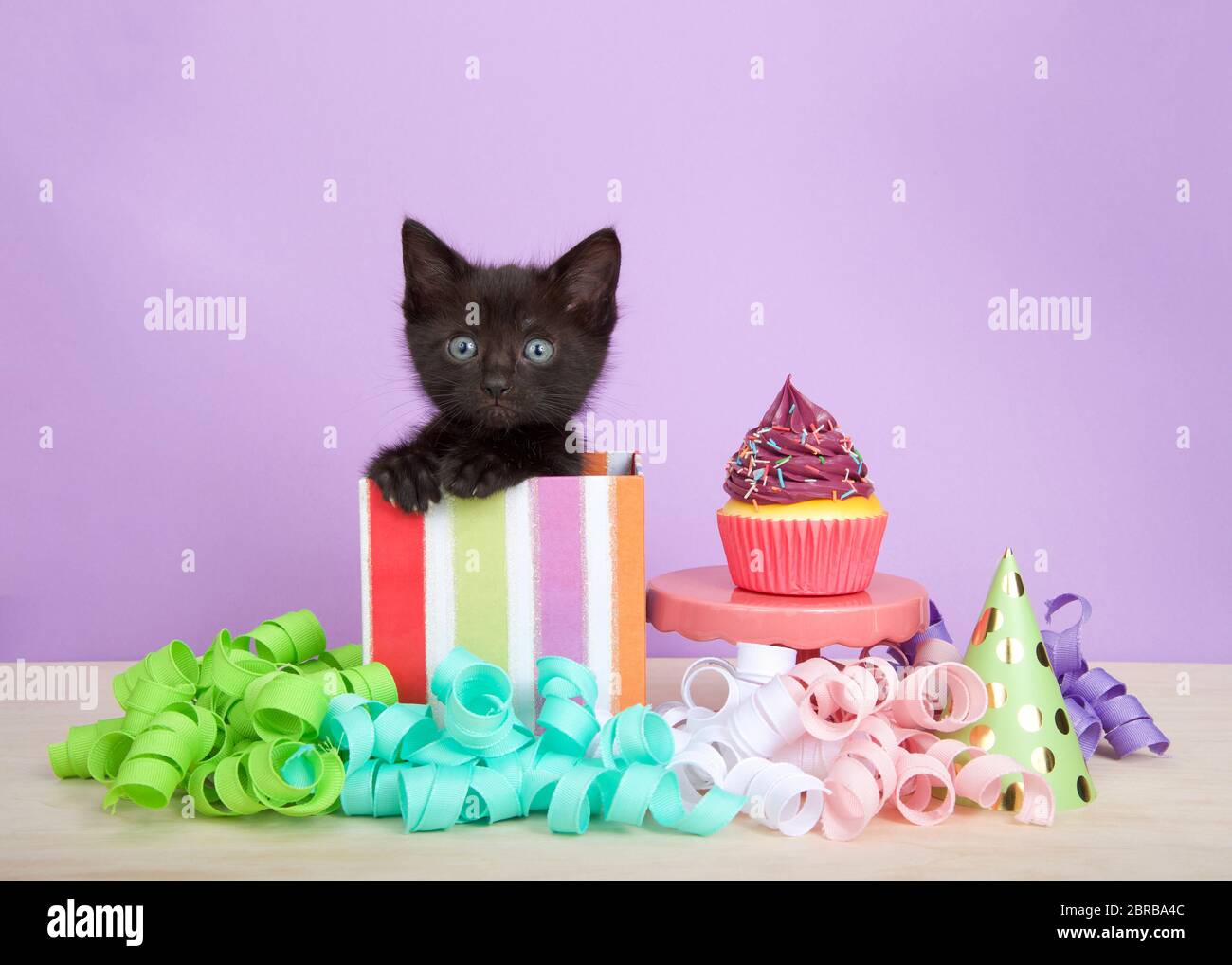 Gatito Negro En Colorido Rayado Cumpleanos Caja Presente Con Taza De Pastel Y Streamers En Un Suelo De Madera Fondo Purpura Gatito Meowing Mirando Directamente Fotografia De Stock Alamy