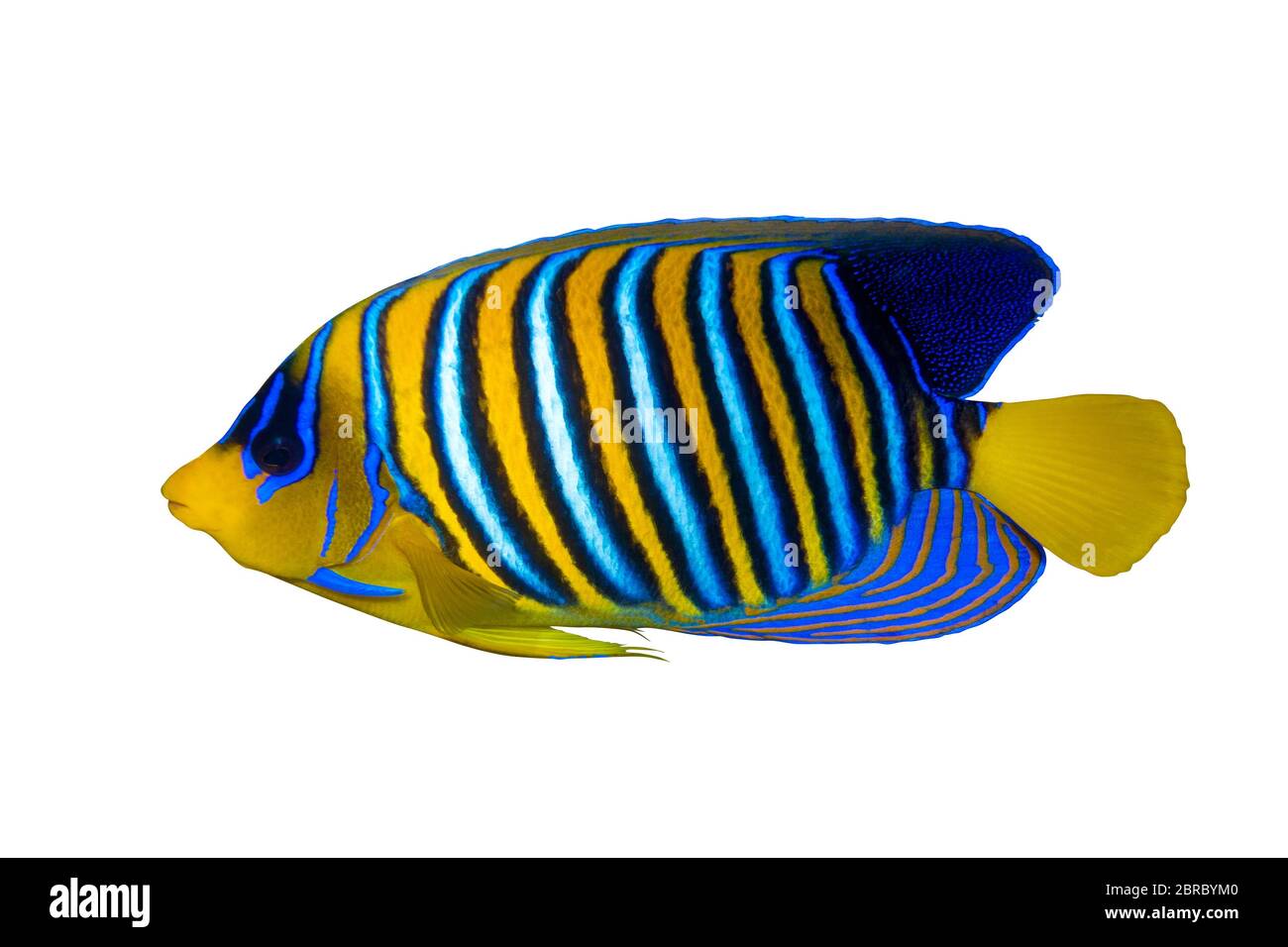 Pez ángel real (Regal Angel Fish), pez coralón aislado sobre fondo blanco.  Peces tropicales de colores con aletas amarillas, rayas naranjas, blancas y  azules Fotografía de stock - Alamy