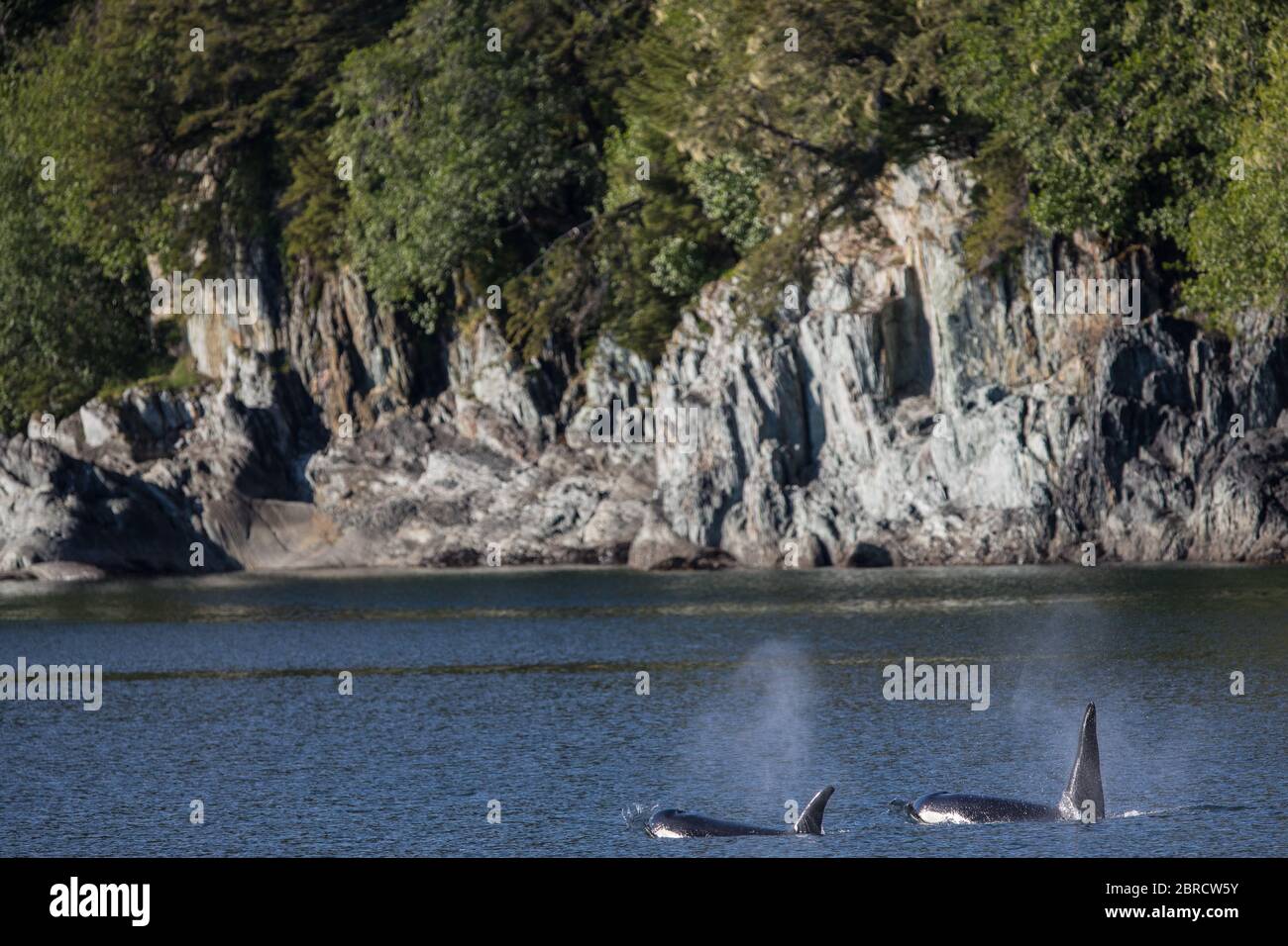 Stephens Passage en el sudeste de Alaska, EE.UU., es un buen lugar para ver las vainas de orcas, Orcinus orca. Foto de stock
