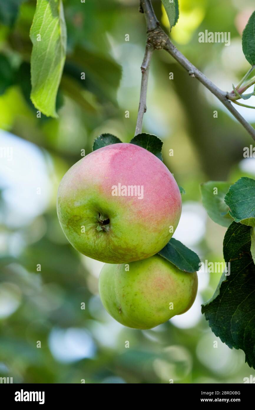 apple 'Gascoyne's Scarlet'. Culinario / Postre manzana. Malus domestica 'Gascoyne's Scarlet' Foto de stock