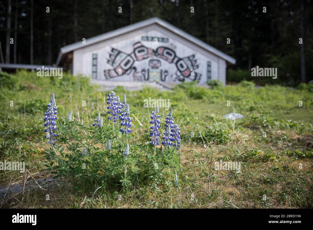 Nootka Lupin, Lupinus nootkatensis, florece en la casa del clan tribal Huna de los nativos americanos, Bartlett Cove, Parque Nacional de Glacier Bay, sudeste de Alaska, EE.UU. Foto de stock