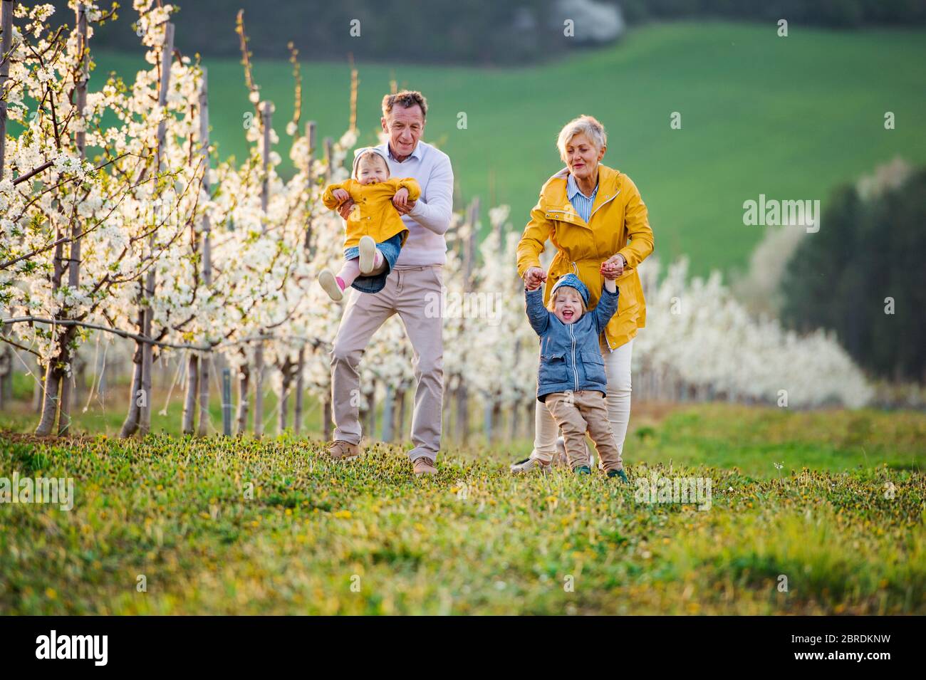 Abuelos mayores con nietos pequeños caminando en el huerto en primavera. Foto de stock