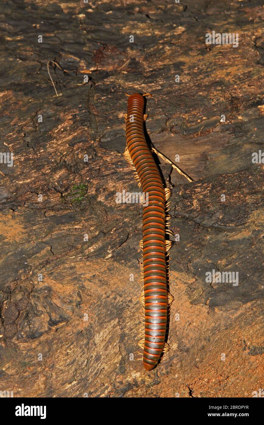 Gigante africano millipede o shongololo, (Archispirosreptus gigas), en la selva, Nosy Komba Island, Madagascar. Foto de stock