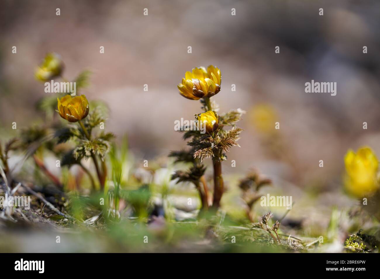 Amur Adonis Fotos E Imagenes De Stock Alamy
