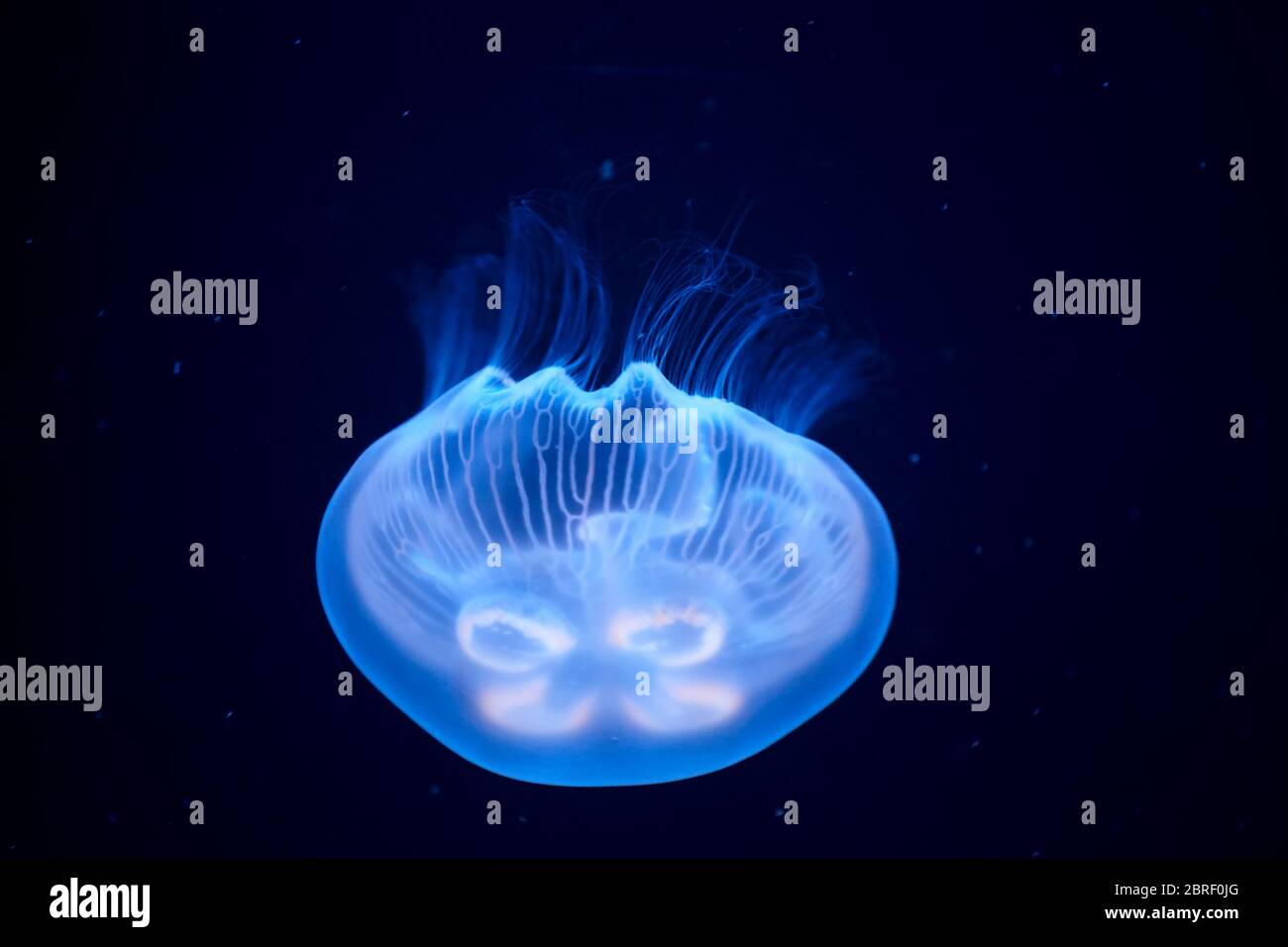 Medusas iluminadas con luz azul nadando en el acuario. Medusa boca abajo Foto de stock