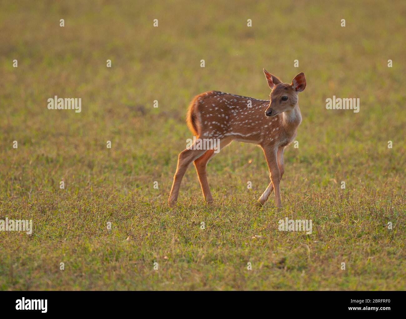 Un ciervo de topos - fotografiado en Kabini (Parque Nacional Nagarhole, Karnataka, India) Foto de stock