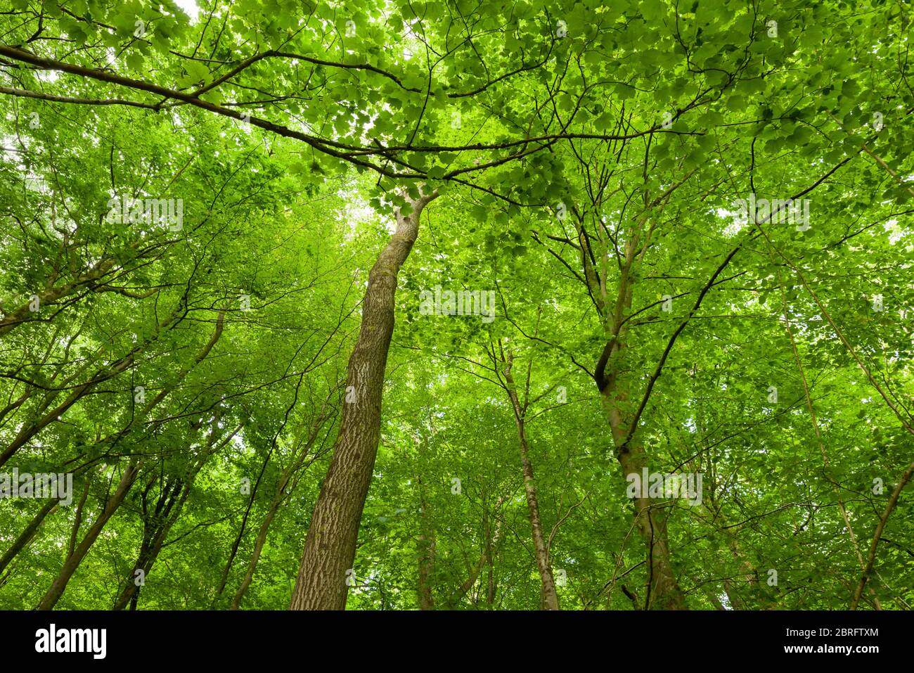 Hojas de primavera en inglaterra fotografías e imágenes de alta