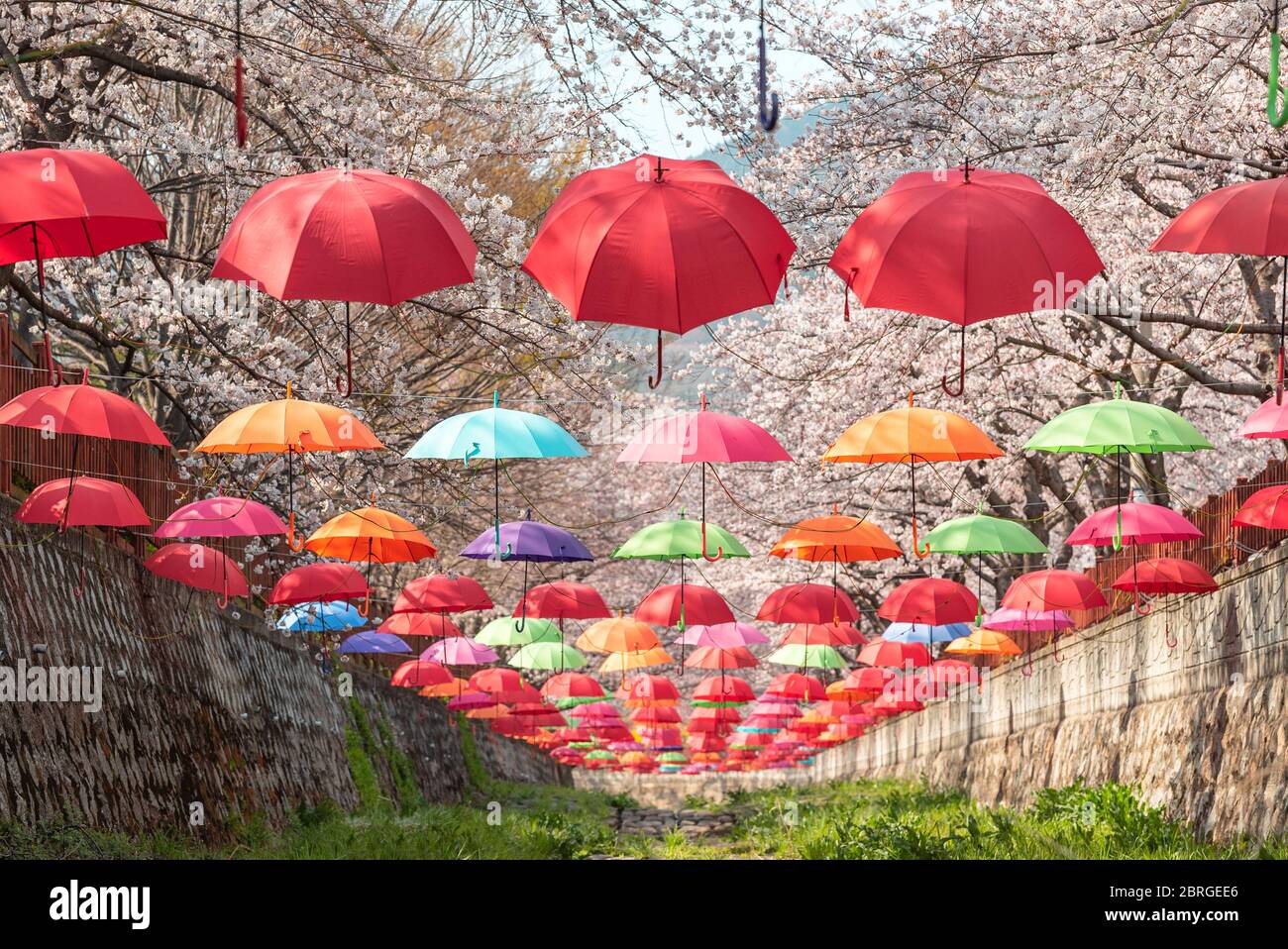 Hermosa decoración vibrante con sombrillas dentro de la corriente de  Yeojwacheon durante el festival de flores de cerezo en Jinhae, Changwon  Fotografía de stock - Alamy