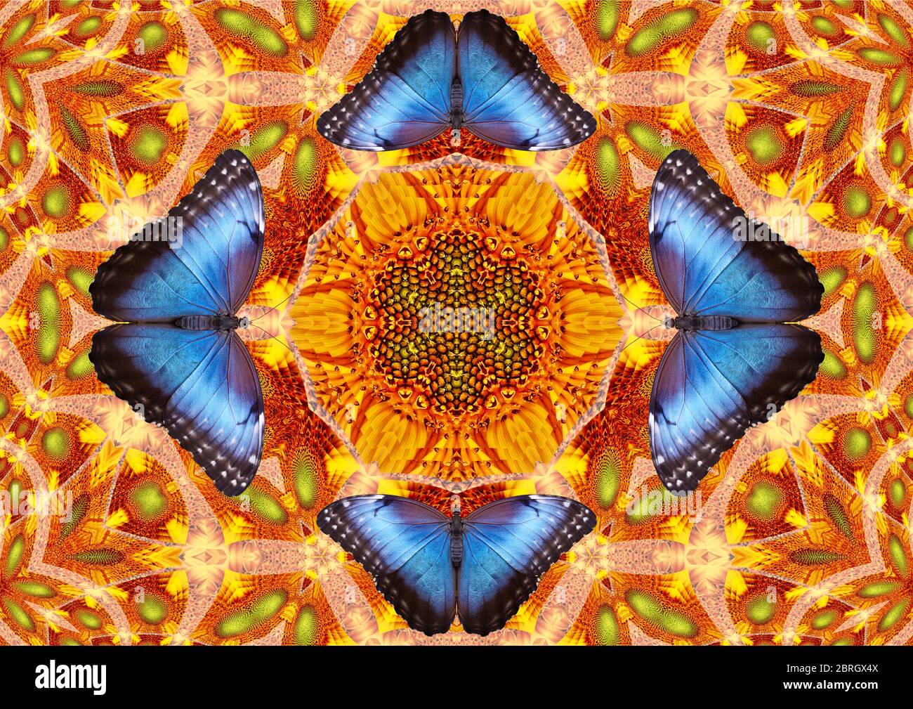 Mariposa mandala fotografías e imágenes de alta resolución - Alamy