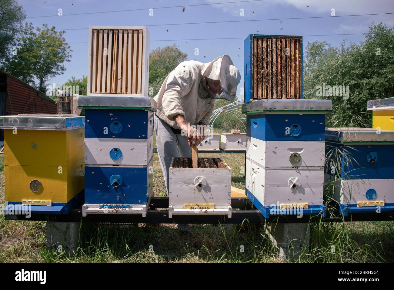 Belgrado, Serbia, 10 de mayo de 2020: Apicultor trabajando en una colmena en la granja de miel Foto de stock