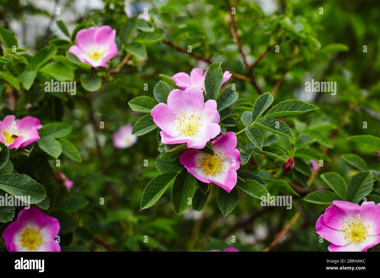 Hermosa ramita de briar de primavera (rosa de perro o rosa de rosa), puede ser utilizado como fondo. Flor rosa, brotes, hojas verdes Foto de stock