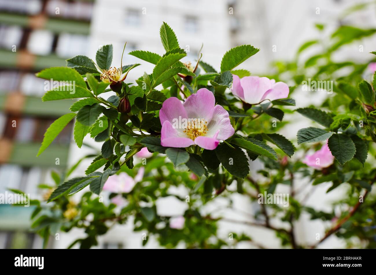 Hermosa ramita de briar de primavera (rosa de perro o rosa de rosa), puede ser utilizado como fondo. Flor rosa, brotes, hojas verdes Foto de stock