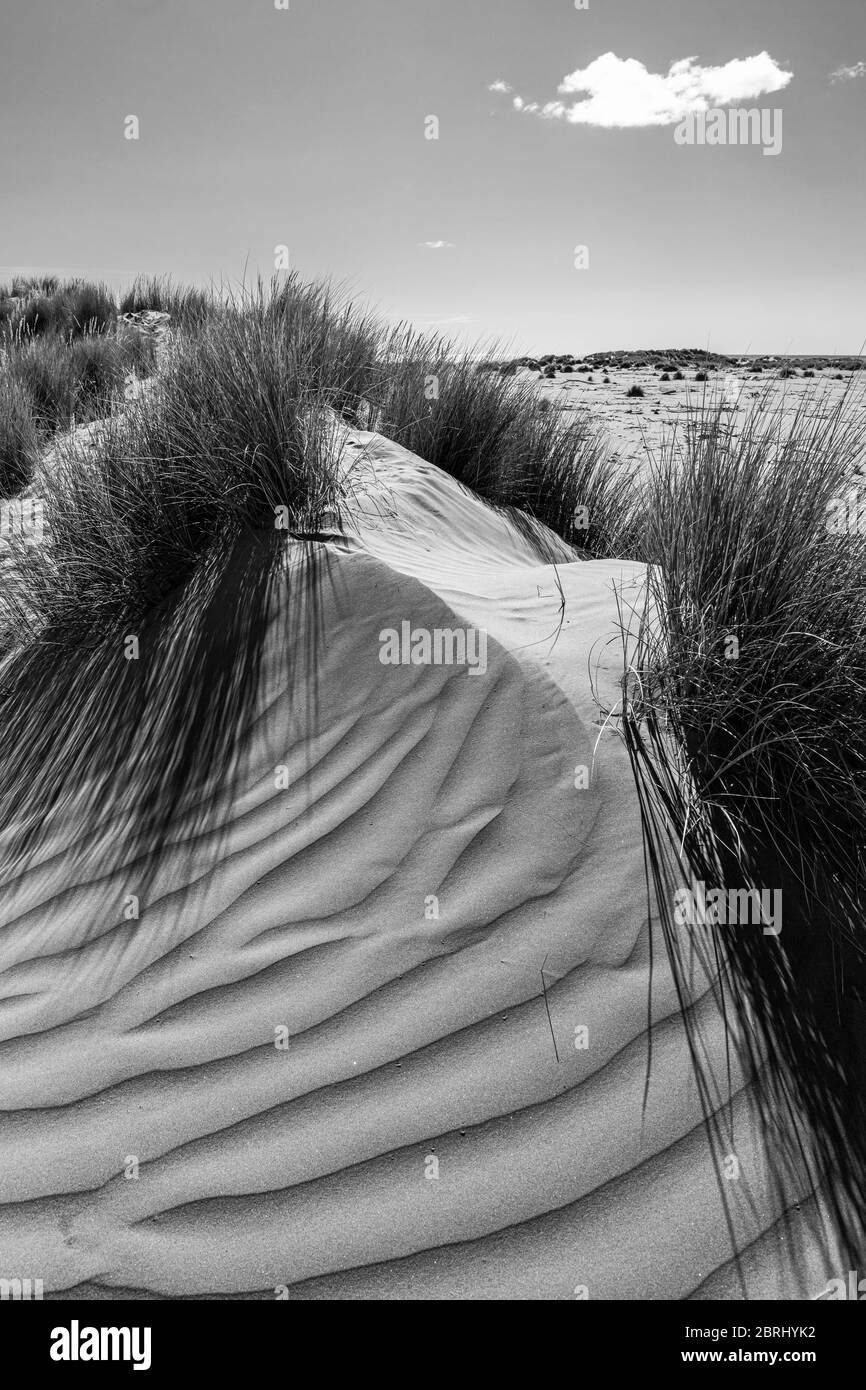 Dunas de arena en la playa Kuku, Costa Kapiti, Manawatu-Wanganui, Isla Norte, Nueva Zelanda Foto de stock