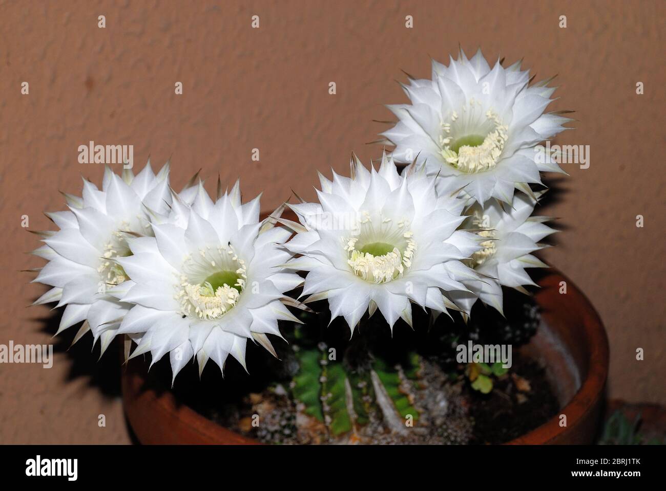 Echinopsis oxigona es nativa del sur de Brasil. Sus características incluyen: Forma esférica, y una flor grande, con lavanda puntiaguda o pétalos blancos Foto de stock