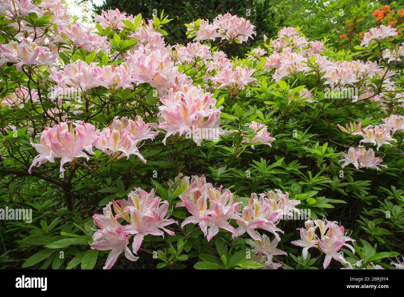 Rododendron rojo y blanco con hojas verdes como fondo, composición diagonal con forma de triángulo. Jardín Botánico Van Dusen, Vancouver, Canadá. Foto de stock