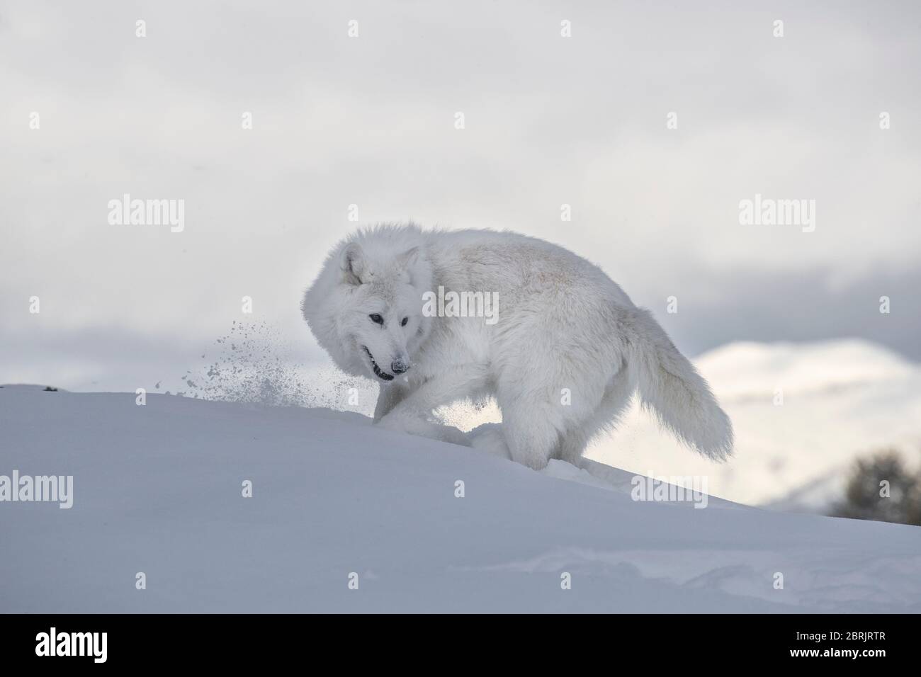 Lobo ártico en invierno, Montana Foto de stock