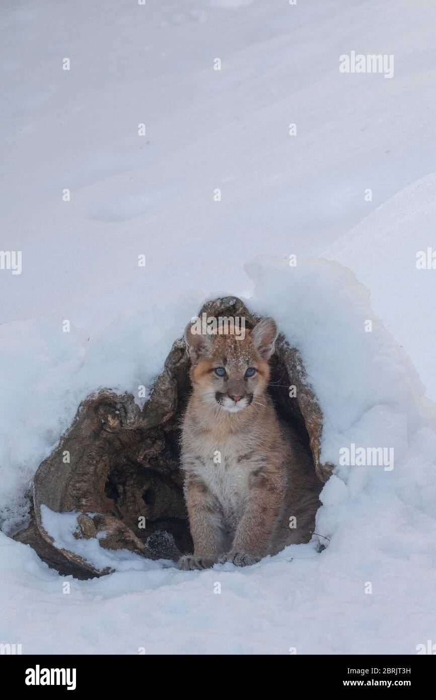 Cachorro de león de montaña en invierno, Montana Foto de stock