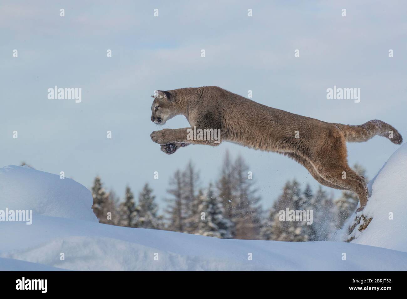 El león de montaña en invierno, Montana Foto de stock