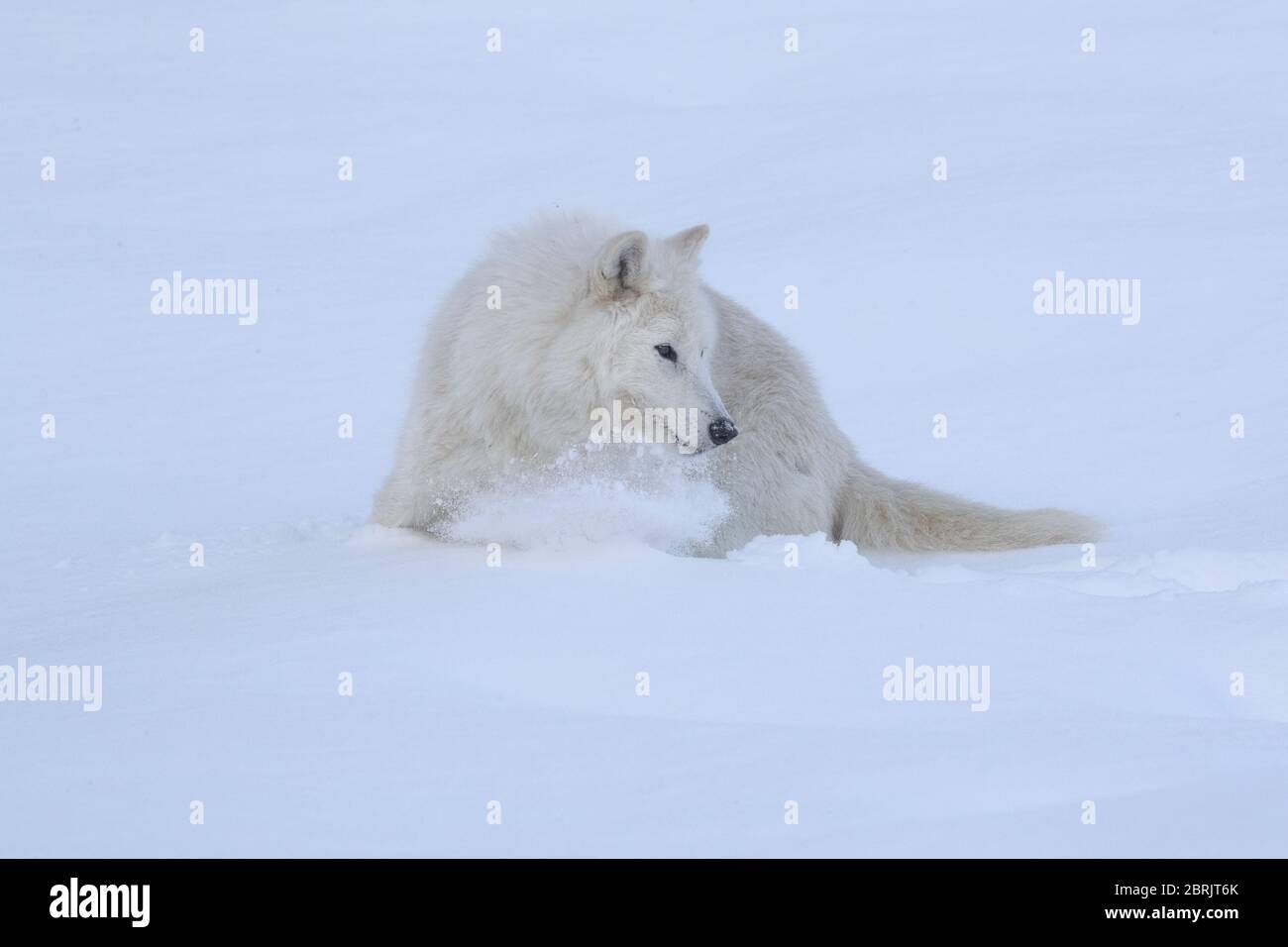 Lobo ártico en invierno, Montana Foto de stock
