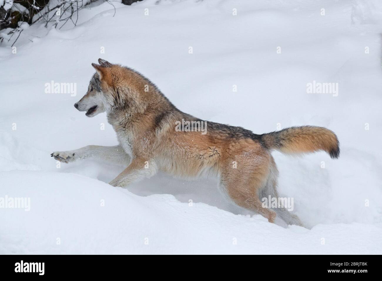Lobo de madera en invierno, Montana Foto de stock