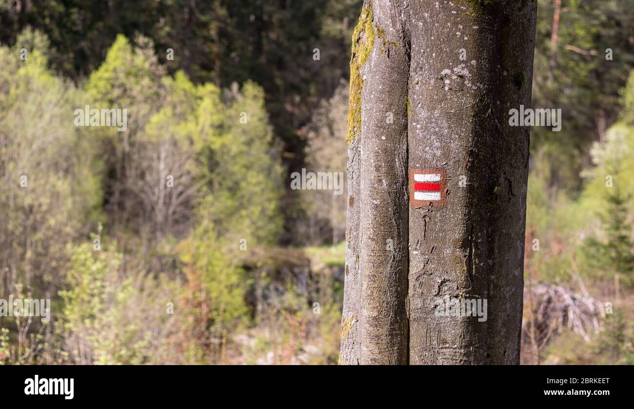 tronco de árbol con signo de senderismo rojo, en el bosque Foto de stock
