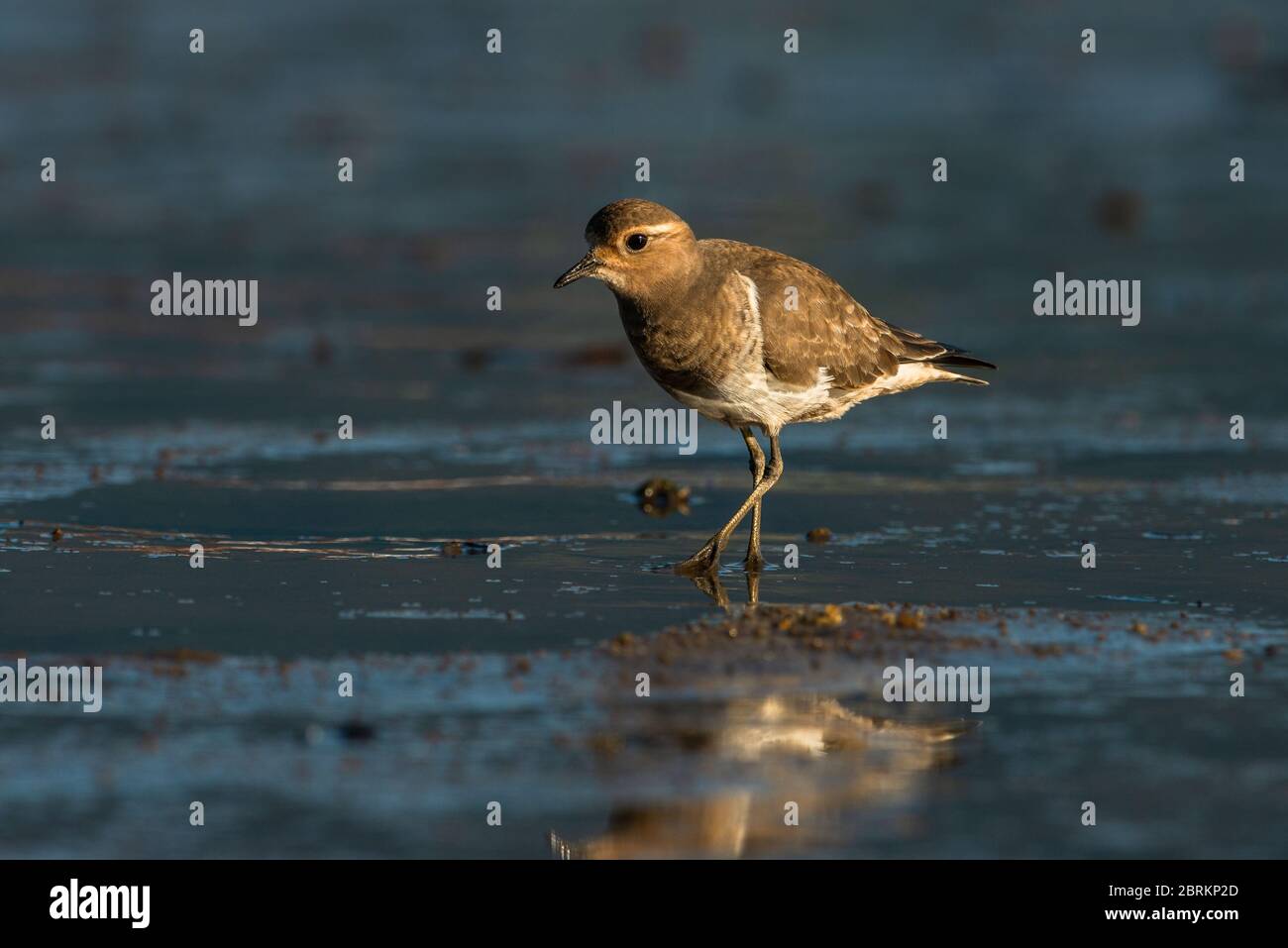 Un Dotterel (Charadrius modesus) de chestada rufous en plumaje no reproductivo, fotografiado en el sureste de Brasil Foto de stock