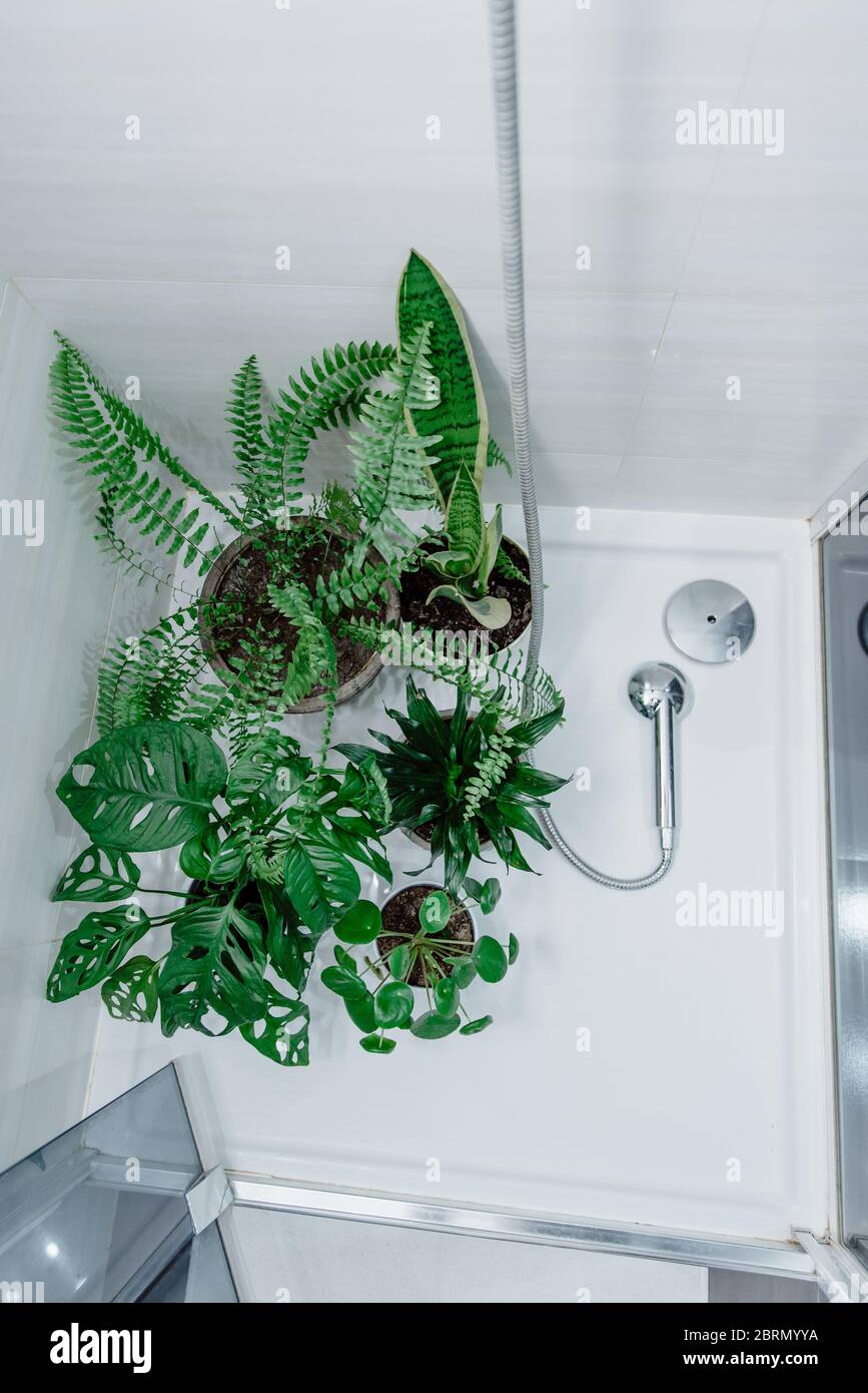 Plantas de interior verdes (pilea, monstera) en macetas en la ducha en el  baño. Concepto de selva urbana, jardín de casa. Cuidar de las plantas  interiores y crecer Fotografía de stock -