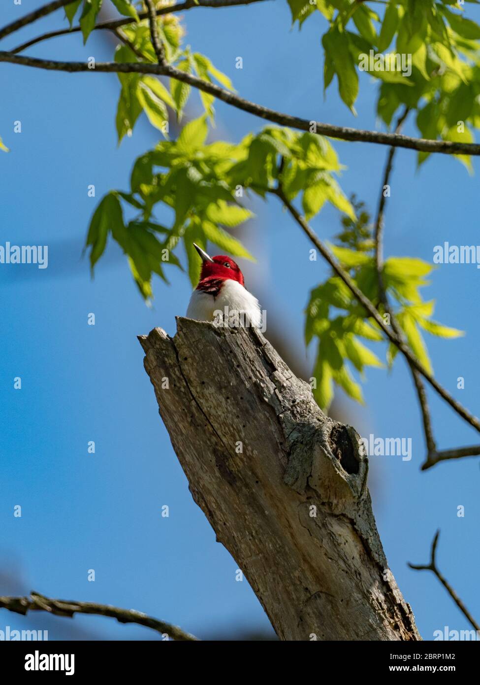 Pájaro carpintero de cabeza roja, Melanerpes erythrocephalus, un pájaro carpintero precioso que se encuentra en los bosques del este de Norteamérica Foto de stock