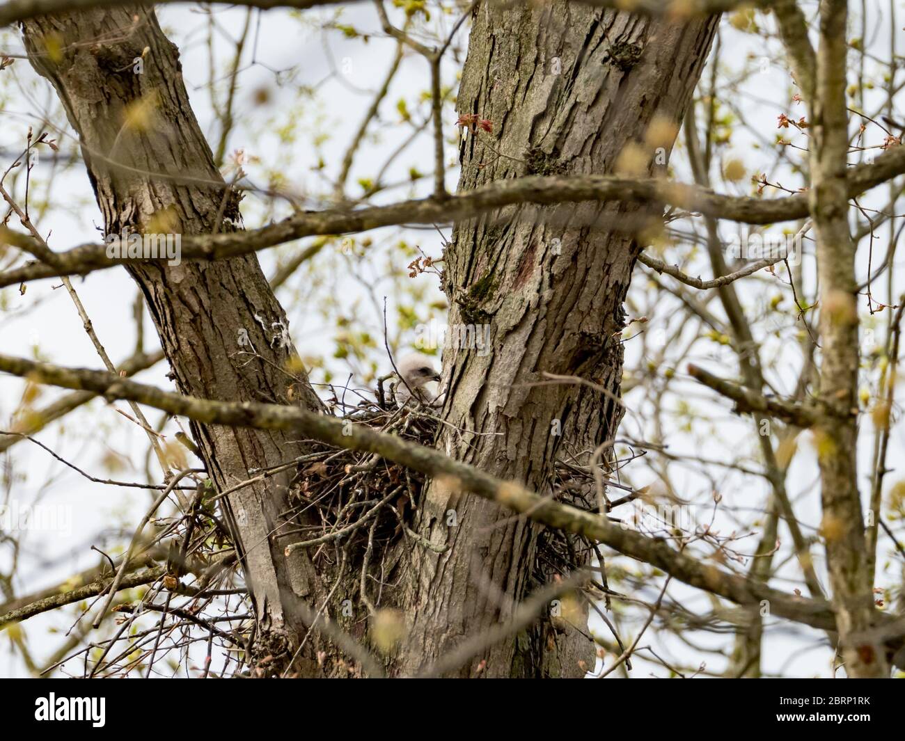 Halcón de hombro rojo, Buteo lineatus, anidando con pollitos en el condado de Stark, Ohio Foto de stock