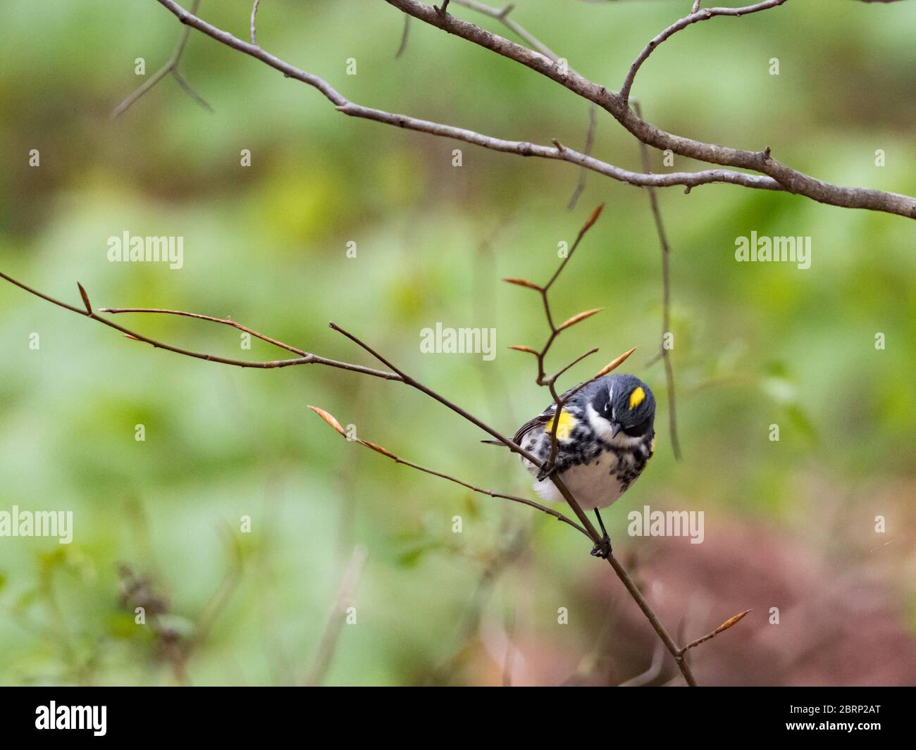 Warbler de rumor amarillo, Setophaga coronata, uno de los migrantes neotropicales más comunes en los Estados Unidos Foto de stock